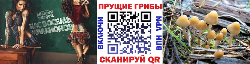 где продают   Сольвычегодск  OMG   Псилоцибиновые грибы ЛСД 